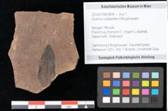 Foto (Objekt + Etikett) von Quercus palaeoilex Ettingshausen (NHMW-GEO-2024-0188-0808)